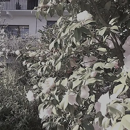 Bed & Breakfast Casa Passito *